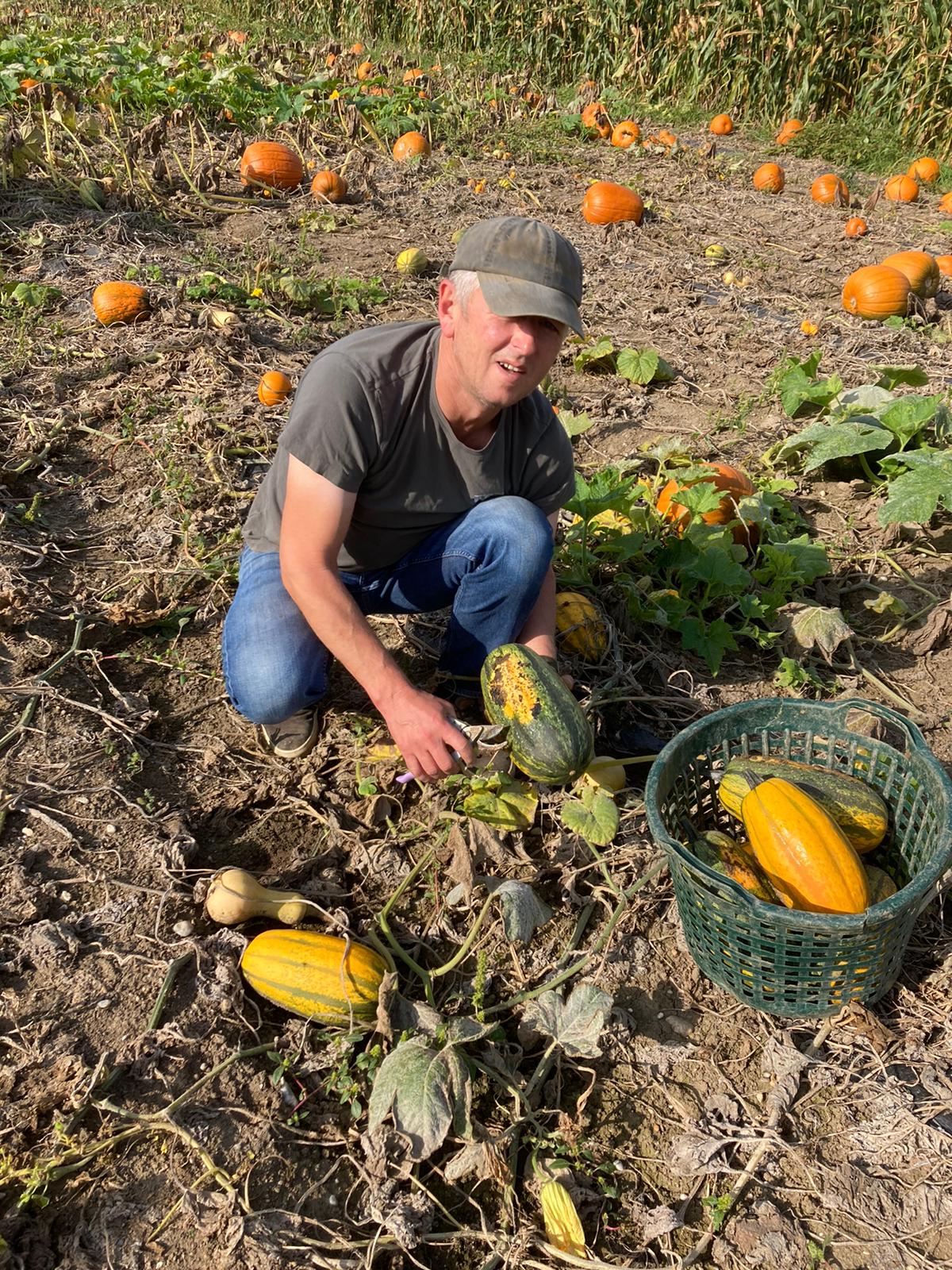 spaghettikuerbis-ernten-feld-kuerbisausstellung-von-hand-korb-abschneiden-straubing
