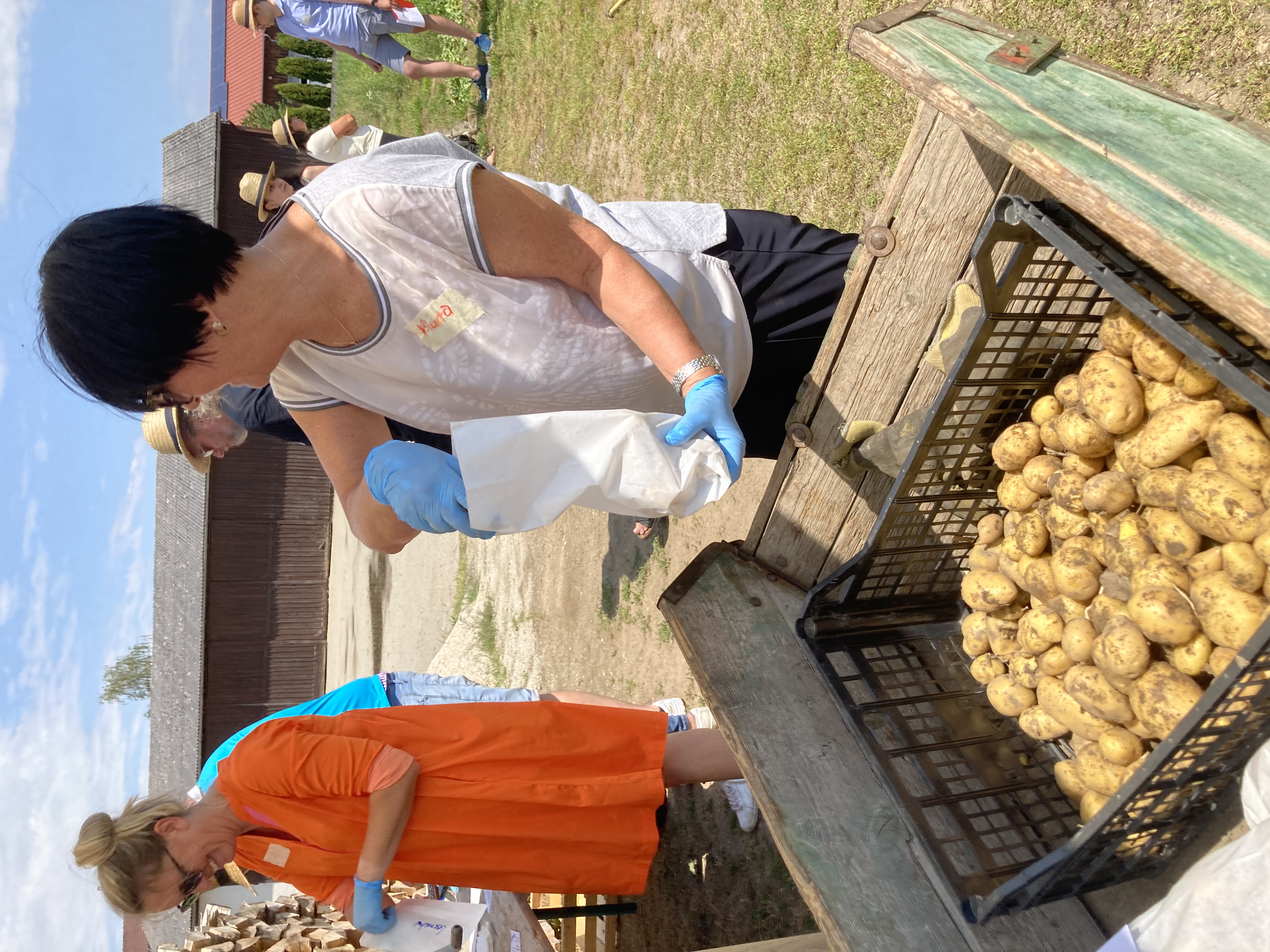 eine -teilnehmerin-mit-handschuhen-legt-selbst-geerntete-speisekartoffeln-in-eine-papiertuete-bei-sonnenschein-andere-teilnehmer-der-gruppe-schauen-zu