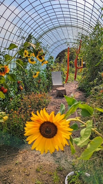 sonnenblumen-biegen-sich-im-feldgarnten-ein-beliebtes-ausflugssziel-bei-straubing-fuer-vereine-reiseziel-betriebsausflug-teambuildig-event